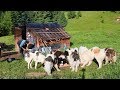 La stâna lui Chirilă de la Izvorul Negru | 12 câini ciobănești | Maramureș - video 2019