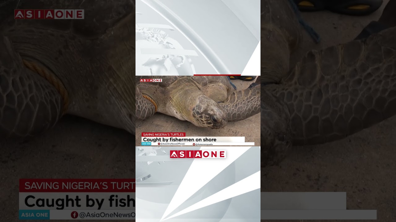 Nigeria’s Coastal Turtles Face Ongoing Habitat Threats | Asia One News