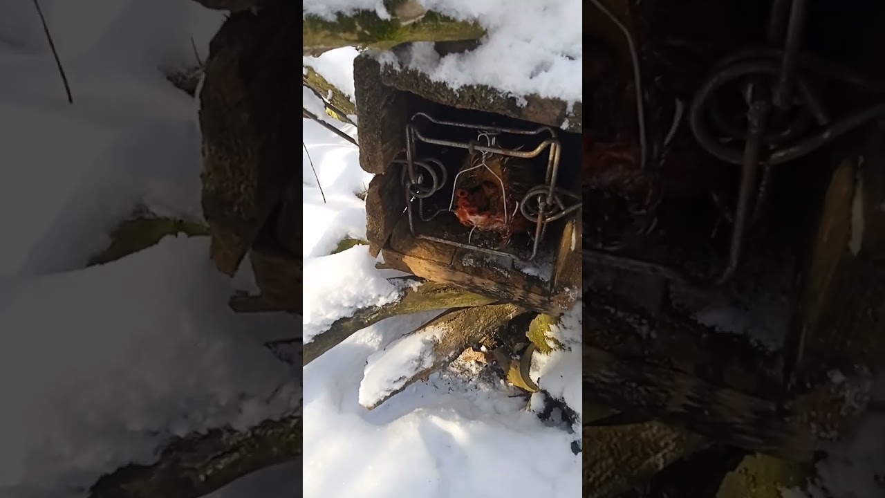 Провіраю капкани на куницю.