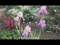 まるおの母 まるこの庭  2017 05 15 伏兵現る!!️ アブラムシ発生❗️ ジャーマンアイリスは、次々開花。オダマキ、ブルーバロー オオデマリは、雪が降ったみたい