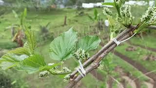 Two weeks after pruning...Mulberries at Canayan, Malaybalay City.