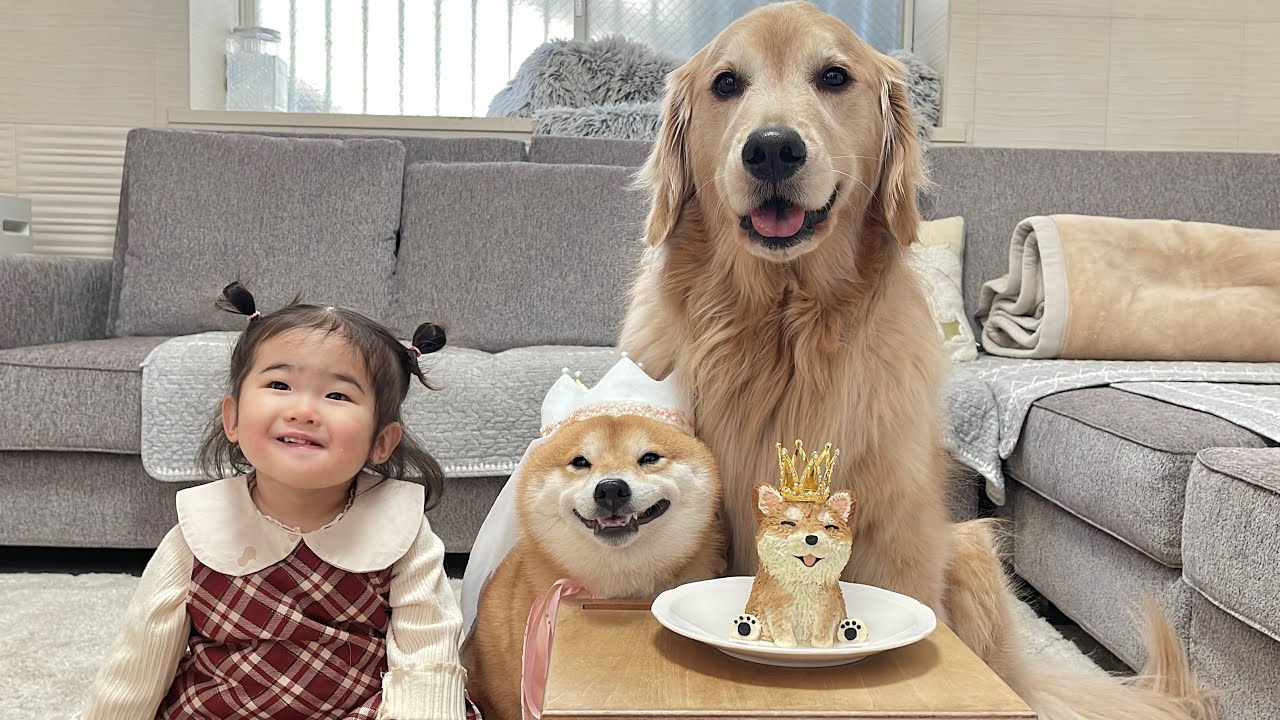 7歳の誕生日を迎えた豆柴の誕生日をお祝いしたらこうなりました...