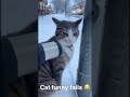 Funny cat paart 3#cat #funny #catfunny #catvideos #funnycatvideos #funnyfails