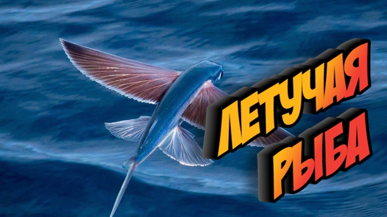 Необычные животные - летучая рыба описание