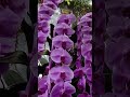 orchids garden ami pangpar mawi em em