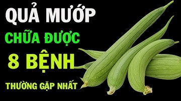 Tin Vui 8 Công Dụng Tuyệt Vời Của Quả Mướp Chữa Được 8 Căn Bệnh Thường Gặp Nhất
