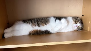 片付けしていたら遊んで欲しい猫が邪魔してきてこうなったw