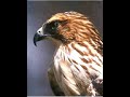 Broadwing Hawk Release by Judy Polan