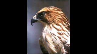 Broadwing Hawk Release by Judy Polan