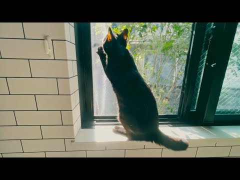 黒猫かのみくから年末のご挨拶2021