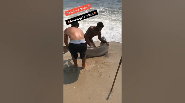 😱That was close😱 #shorts #longisland #beach #fish #fishing #ny #shark #florida #sharkfishing #usa