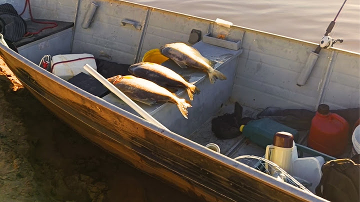Pacu caranha fishing in pingadinha 2025