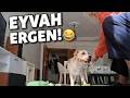 Evde Ergen Bir Köpeğiniz Varsa… 😂🐶 #köpek #doglife