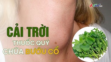 Cải trời - thuốc quý chữa bướu cổ  | Truyền hình Hậu Giang
