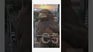 Águila Posa Frente A Una Cámara Del C5 De La Cdmx