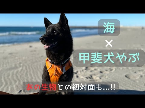 【甲斐犬】やぶを海に連れていったら、楽しそう過ぎた!!ドジなハプニングも...!