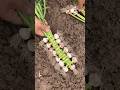 🧄 Amazing Garlic Braiding Idea That Looks Beautiful and Saves Space #shorts #garlic #shortvideo
