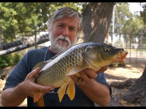 Does Uncooked Corn KILL Carp? (Prove Me Wrong) - Carp Fishing 