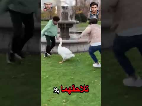 إوز ة شرسة تنقلب على شابين حاولا الإمساك بها تلاحقهما بلا    