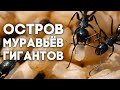 В ПОИСКАХ МАТОК - остров МУРАВЬЁВ ГИГАНТОВ и МАССОВЫЕ УБИЙСТВА МАТОК Tetramorium! Выпуск 2.4 .