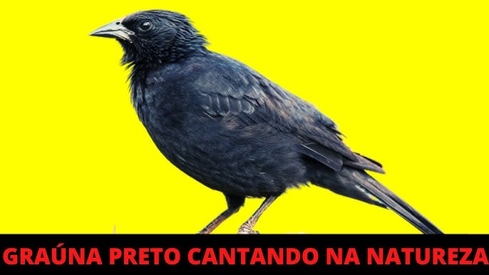 CANTO DO PAPA CAPIM VEZEIRO LIMPO 🐤 🐤 🐥 🐥 