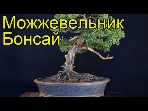 Можжевельник бонсай. Краткий