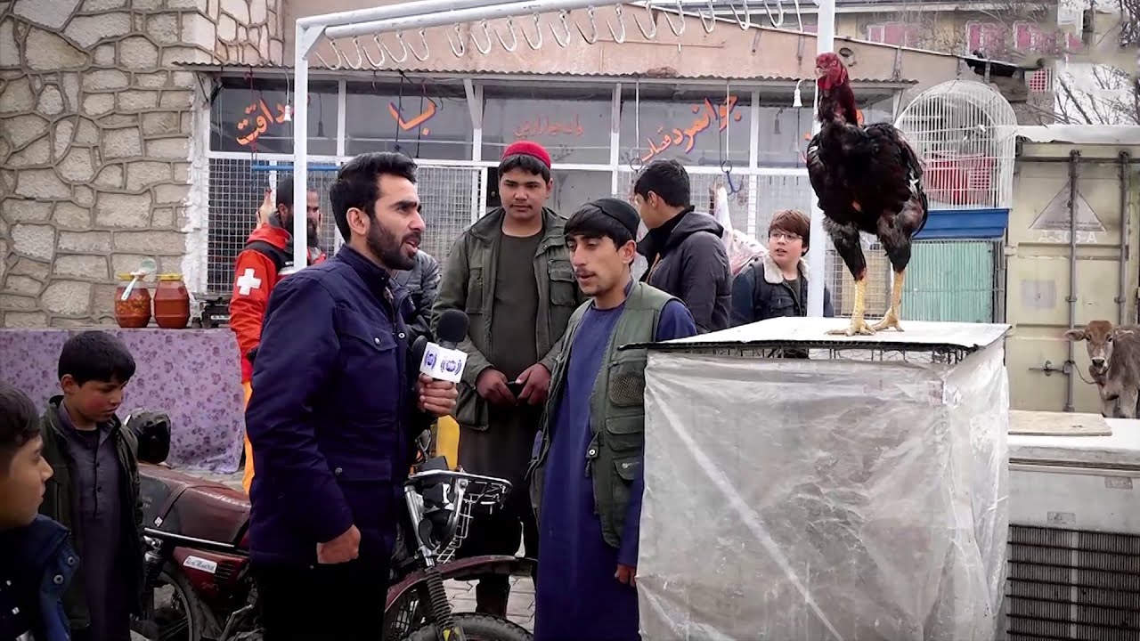 Chicken war (Hen war) Introduction, Hafiz reports / معلومات در مورد مرغ کلنگی در گزارش حفیظ امیری