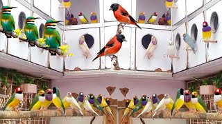 Finches Bird Aviary Cage Bird Farming Lovebirds Breeding Farm | How To Breed Golden Finch Bird screenshot 3