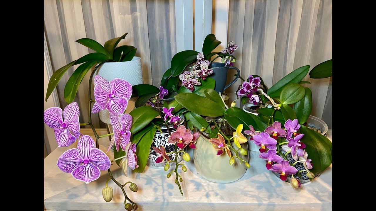 【20353】蝴蝶兰家庭养植的方方面面，从选购到种植  //静姐说花531