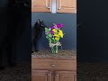 Max Photobombs My Mother's Day Flower Photo Session but He's So Cute I Don't Care - Black Void Cat