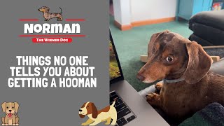 Things No One Tells You About Getting a Hooman ‍♀