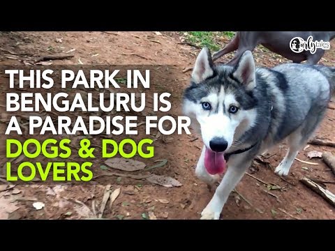 Cubbon Park In Bengaluru Is The Best Hang-Out Spot For Your Doggos | Curly Tales