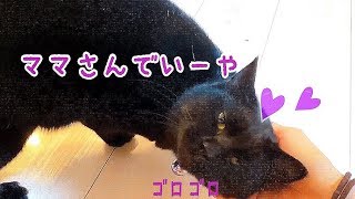 テトにそっけなくされて仕方なく私に甘えるナナ