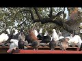 11.10.19.Голуби Командировка Тренировка. Pigeons Business Trip Workout