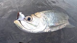 Shoreline Scavenging and Shminnow Fly for the Win. by Key West Kayak Fishing 4,390 views 3 months ago 20 minutes