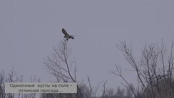 Зимняк, или Мохноногий канюк. Shaggy Buzzard