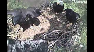 Decorah Eaglet Hovers Over Sibling Twice Catches Air 5-29-12