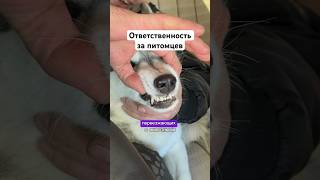 Лояльность к жильцам с животными повысилась #переезд #cat #собака