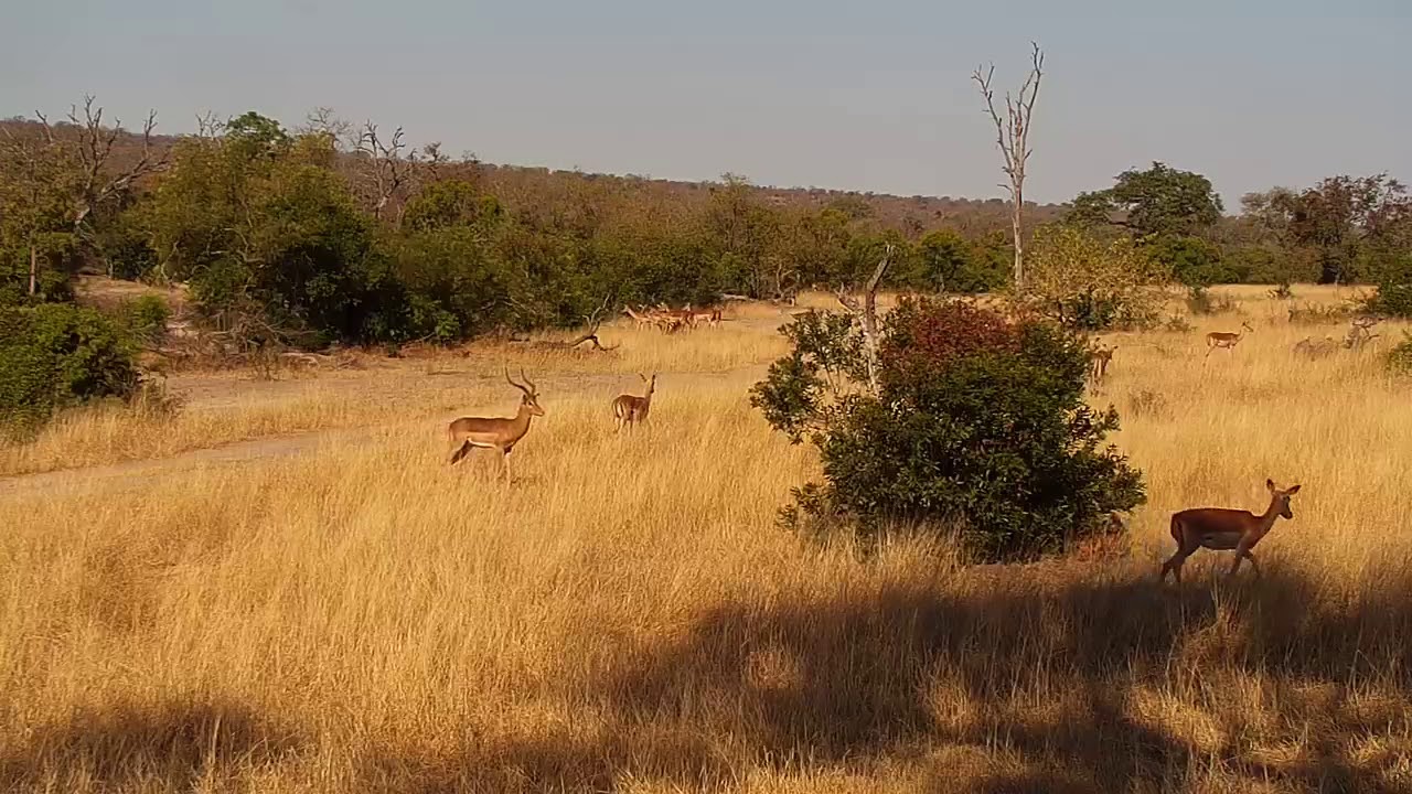 camera iphone 8 plus apk Djuma: Impalas - 14:00 - 06/17/19