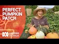 How to create the perfect pumpkin patch | Growing Fruit And Vegies | Gardening Australia