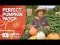 How to create the perfect pumpkin patch | Growing Fruit And Vegies | Gardening Australia