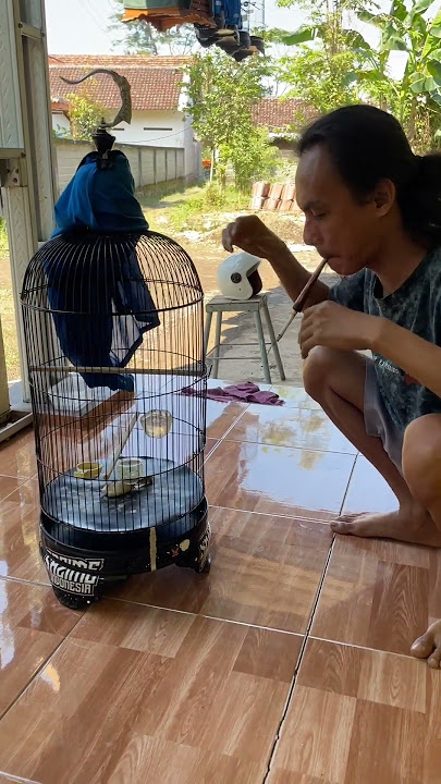APES deh ‼️1 Burung Mati Gara-Gara ini #burung #kicaumania #qinarabanyuwangi