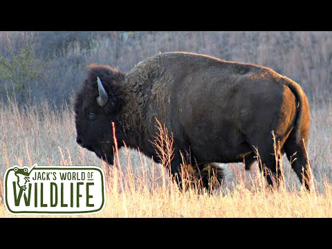 The AMERICAN BISON and What You Need To KNOW