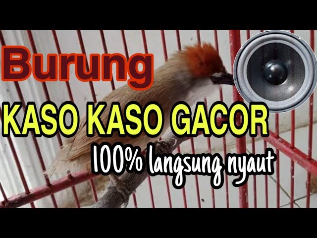 burung kaso kaso gacor full isian | kaso kaso langsung ikutan gacor class=