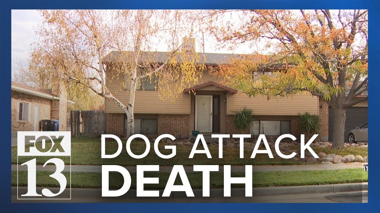 Woman dies week after being attacked by violent pack of dogs - YouTube