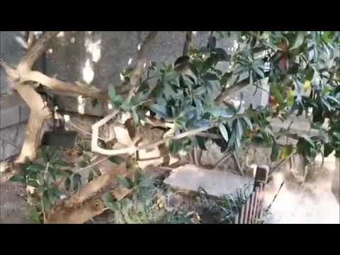 趵突泉公园白雪楼两边的桂花树开花了，金桂飘香，喜迎国庆。