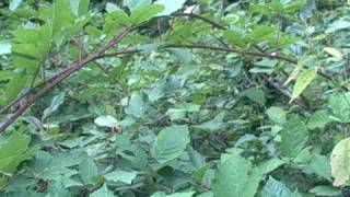 Picking Blackberries in Oregon.  Eat Wild Foods!