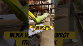 Never Hold Parrot From Its Back