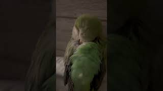 Watching him sleep makes me sleepy 😄🦜 #kiwi #parrot #parrotdad screenshot 5