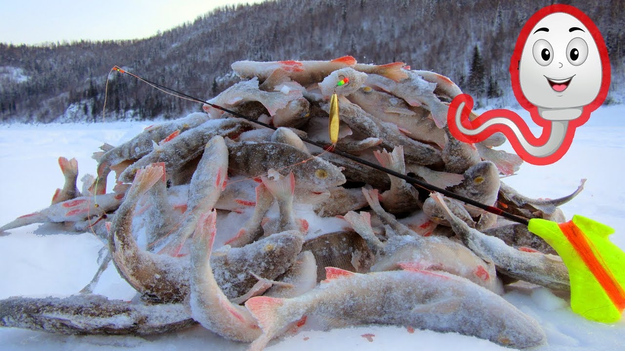 Ловля на СПЕРМ! Ни минуты покоя! ПОКЛЁВКА НА КАЖДОЙ ПРОВОДКЕ Зимняя рыбалка в глухозимье СИБИРИЯ